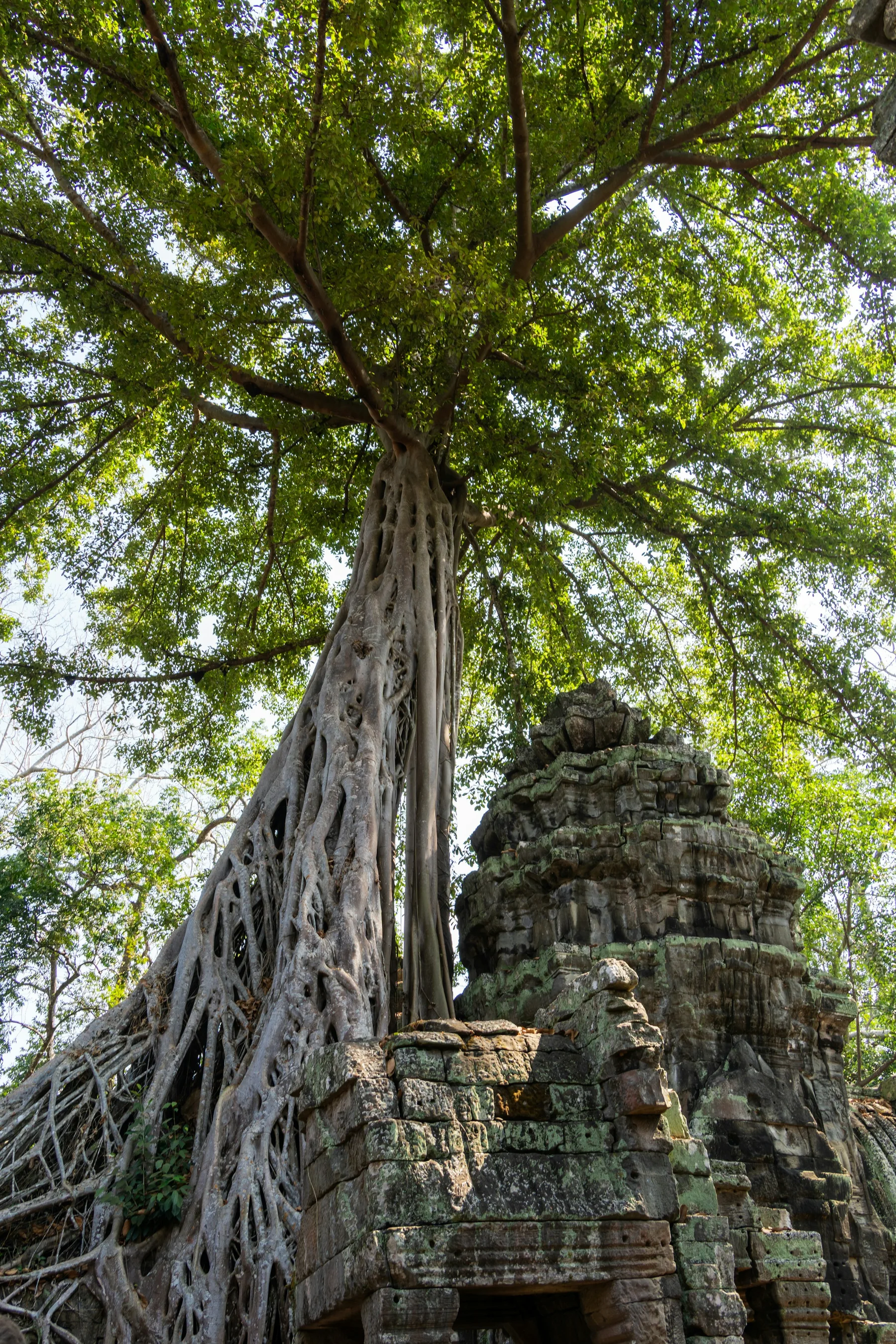 A towering tree rooted into the stone ruins of Ta Prohm